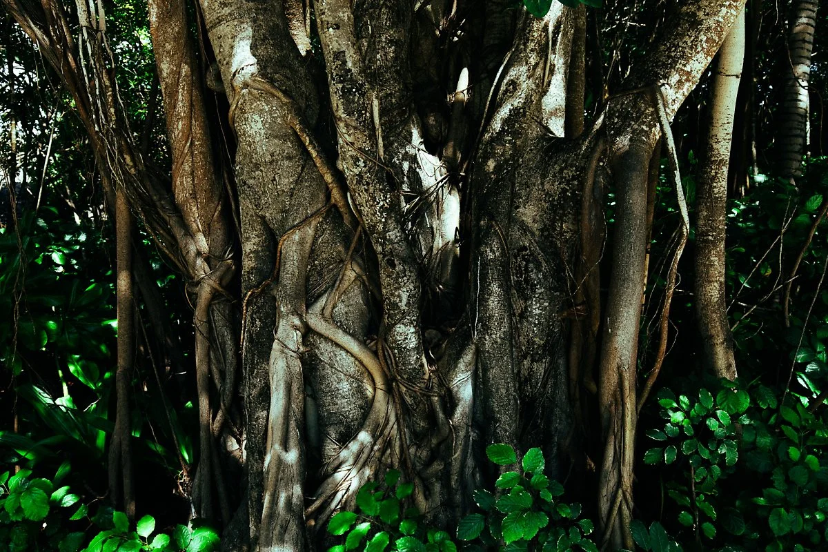 %EB%AA%B0%EB%94%94%EB%B8%8C_%EC%95%84%EB%82%9C%ED%83%80%EB%9D%BC_-28.jpg?type=w1200