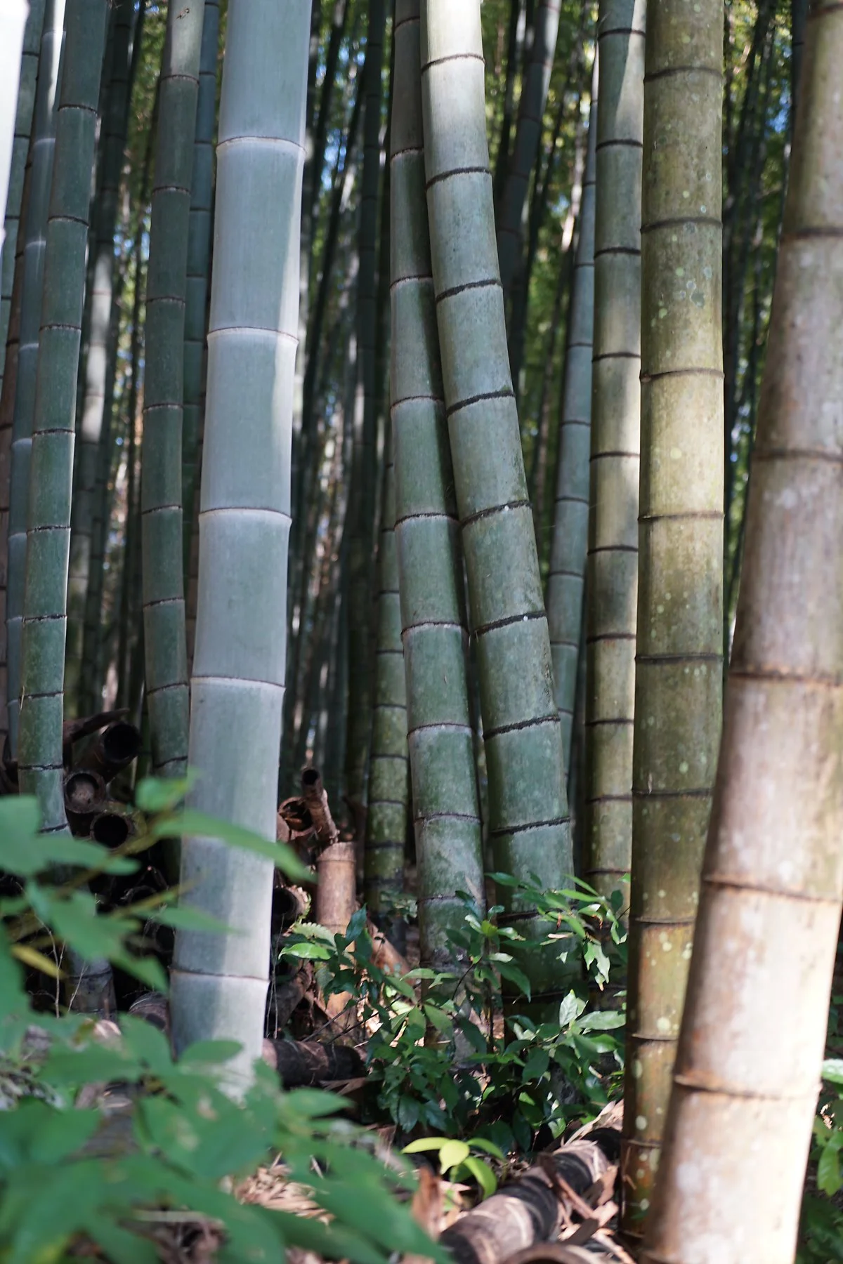 %EB%8B%A4%EC%BC%80%EC%98%A4_%EC%8B%A0%EC%82%AC_%EA%B6%8C%EB%9D%BC%ED%9D%ACDSC00882.JPG?type=w1200