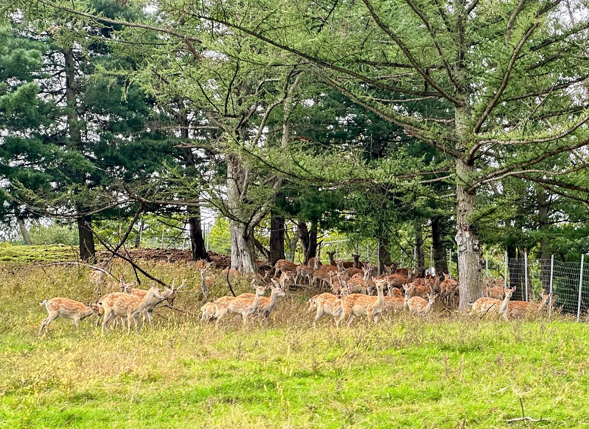 %ED%83%9C%EB%B0%B1_%EC%B4%88%EB%A1%9D%EB%BF%94%EC%96%B8%EB%8D%95_%283%29.jpg?type=w1200