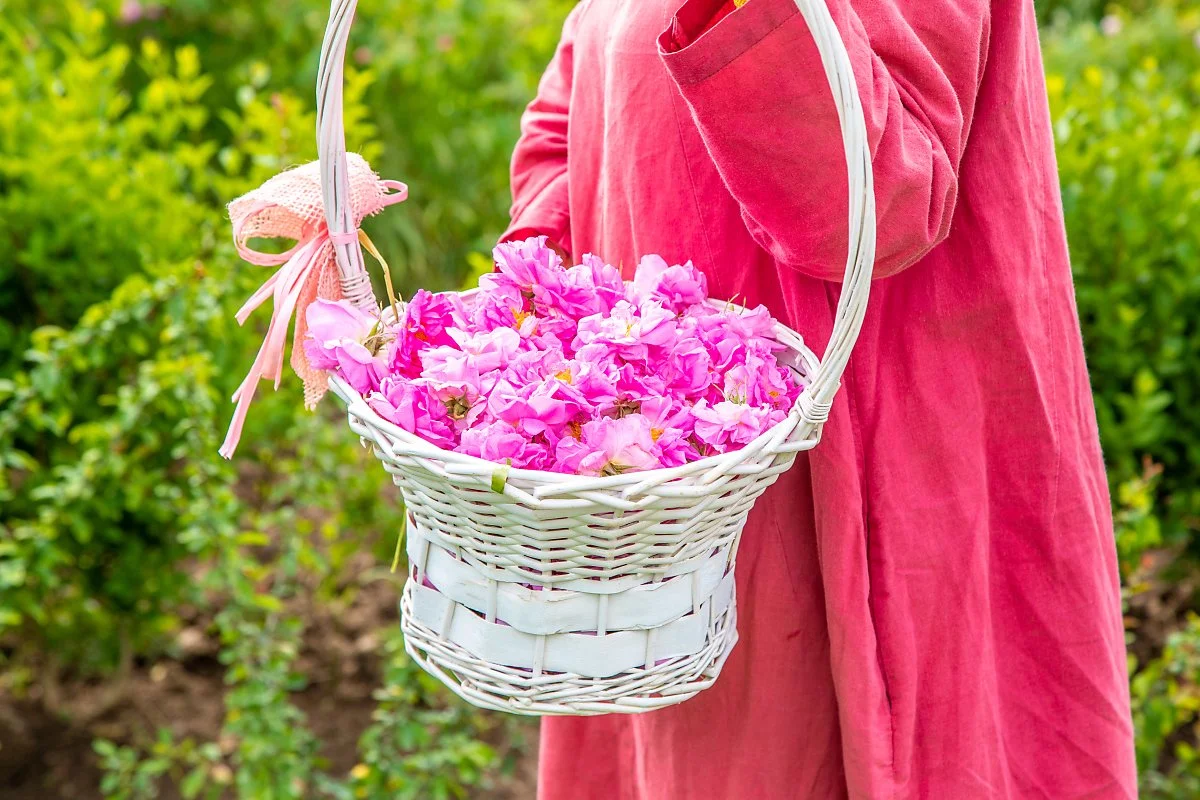 %EB%B6%88%EA%B0%80%EB%A6%AC%EC%95%84_%EC%9E%A5%EB%AF%B8%EB%86%8D%EC%9E%A5_%287%29.jpg?type=w1200