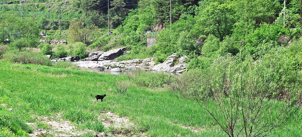 %ED%98%B8%EC%84%B1%EB%A7%88%EC%9D%84_%EA%B0%9C%EC%9A%B8%EA%B3%BC_%EC%97%BC%EC%86%8C%EA%B0%80_%EB%85%B8%EB%8A%94_%ED%92%80%EB%B0%AD_%ED%92%8D%EA%B2%BD.JPG?type=w1200