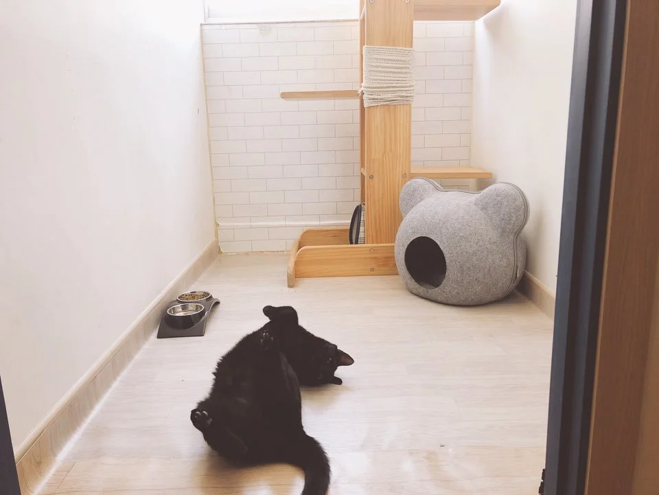 %EA%B3%A0%EC%96%91%EC%9D%B4%EB%B0%94%EB%B3%B4_%281%29.jpg?type=w1200