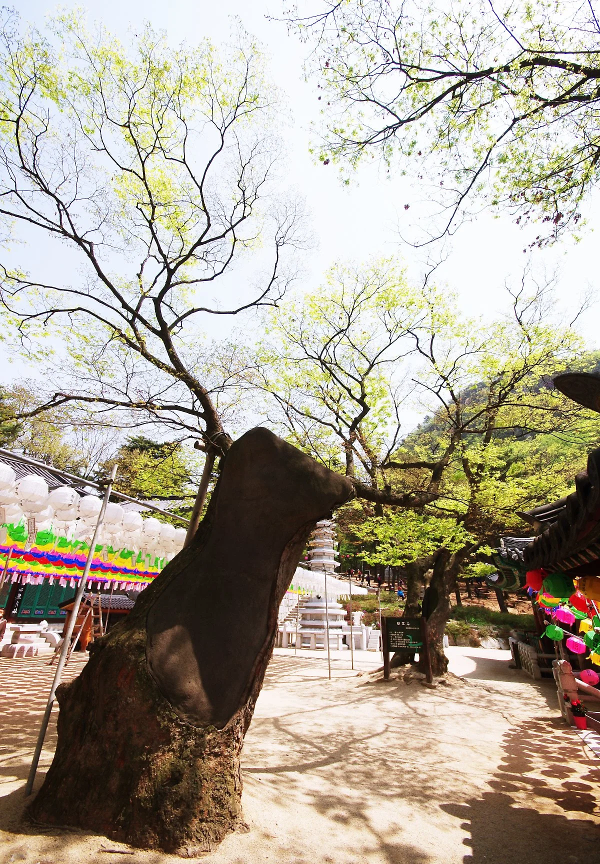 %ED%98%B8%EC%95%95%EC%82%AC._%EC%A0%88_%EB%A7%88%EB%8B%B9%EC%97%90_%EC%9E%88%EB%8A%94_500%EB%85%84_%EB%84%98%EC%9D%80_%EB%8A%90%ED%8B%B0%EB%82%98%EB%AC%B4_%EB%91%90_%EA%B7%B8%EB%A3%A8.JPG?type=w1200