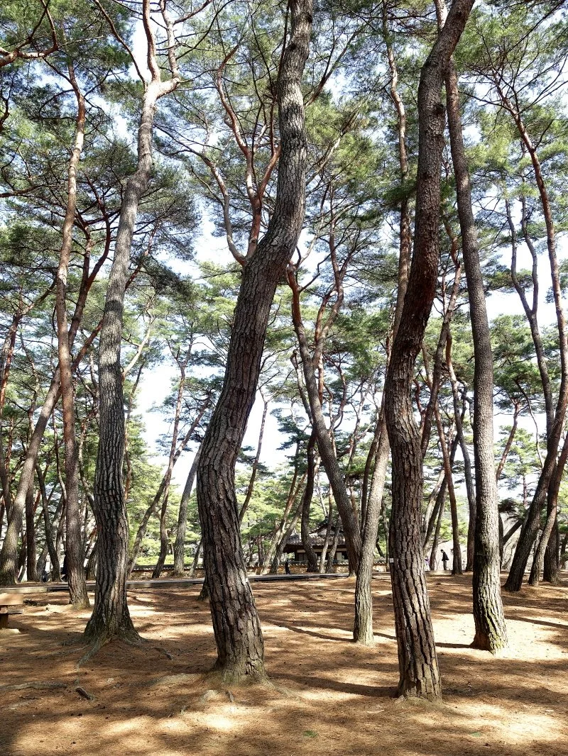 %ED%81%AC%EA%B8%B0%EB%B3%80%ED%99%98%EC%B2%AD%EB%A0%B9%ED%8F%AC%EC%86%A1%EB%A6%BC.jpg?type=w1200