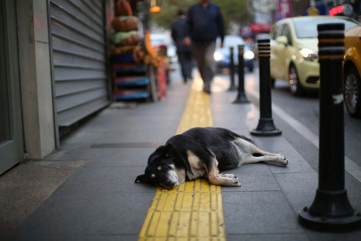 _%EC%9D%B4%EC%8A%A4%ED%83%84%EB%B6%88_%EA%B0%9C_%282%29.JPG?type=w1200