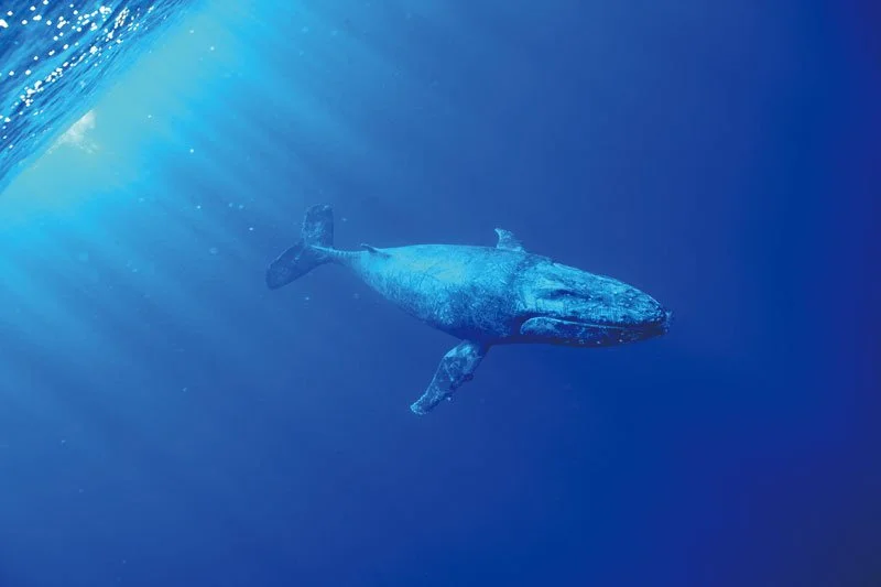 NIUE_WFL_8864.jpg?type=w1200