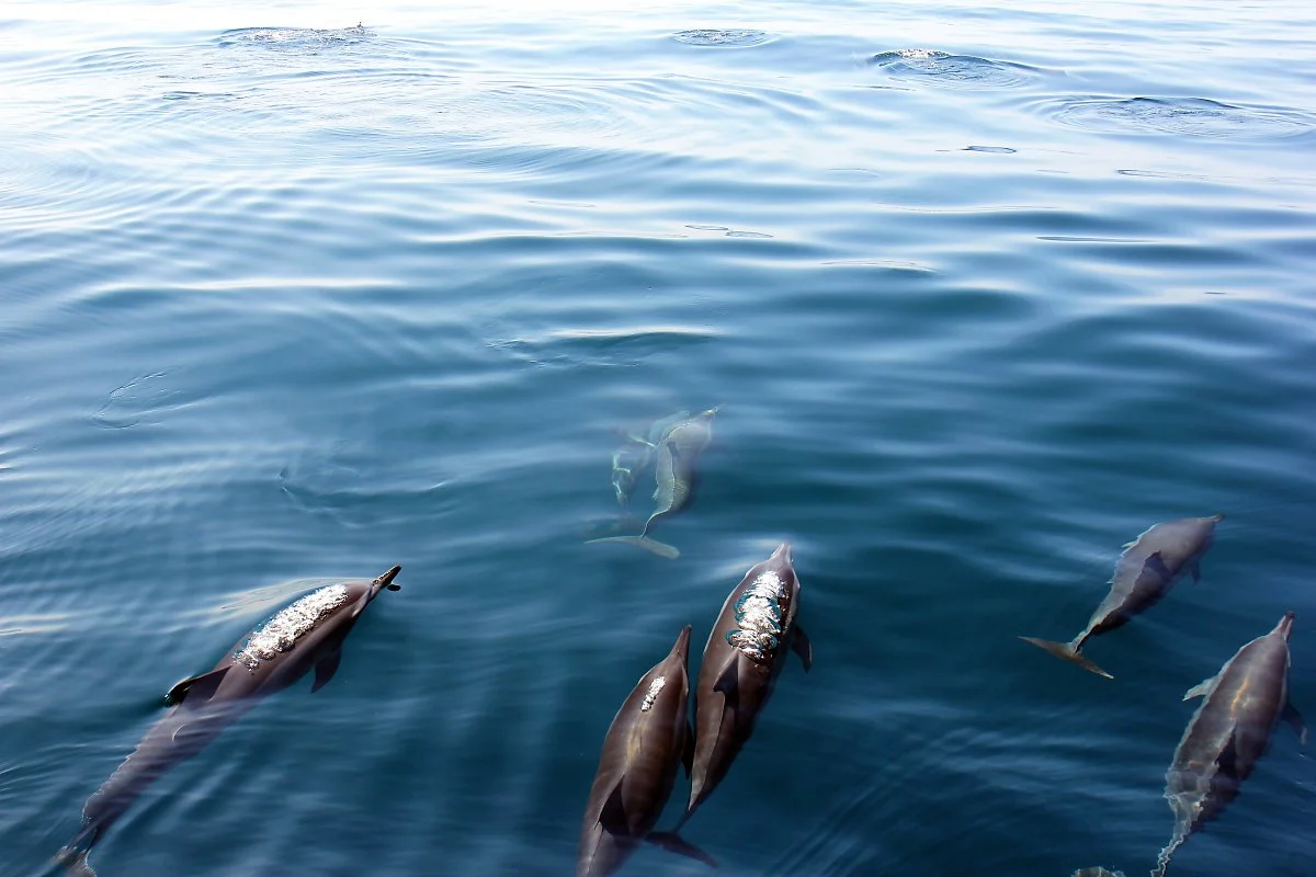 01_%EB%8F%8C%EA%B3%A0%EB%9E%98_%ED%88%AC%EC%96%B4_%282%29.JPG?type=w1200