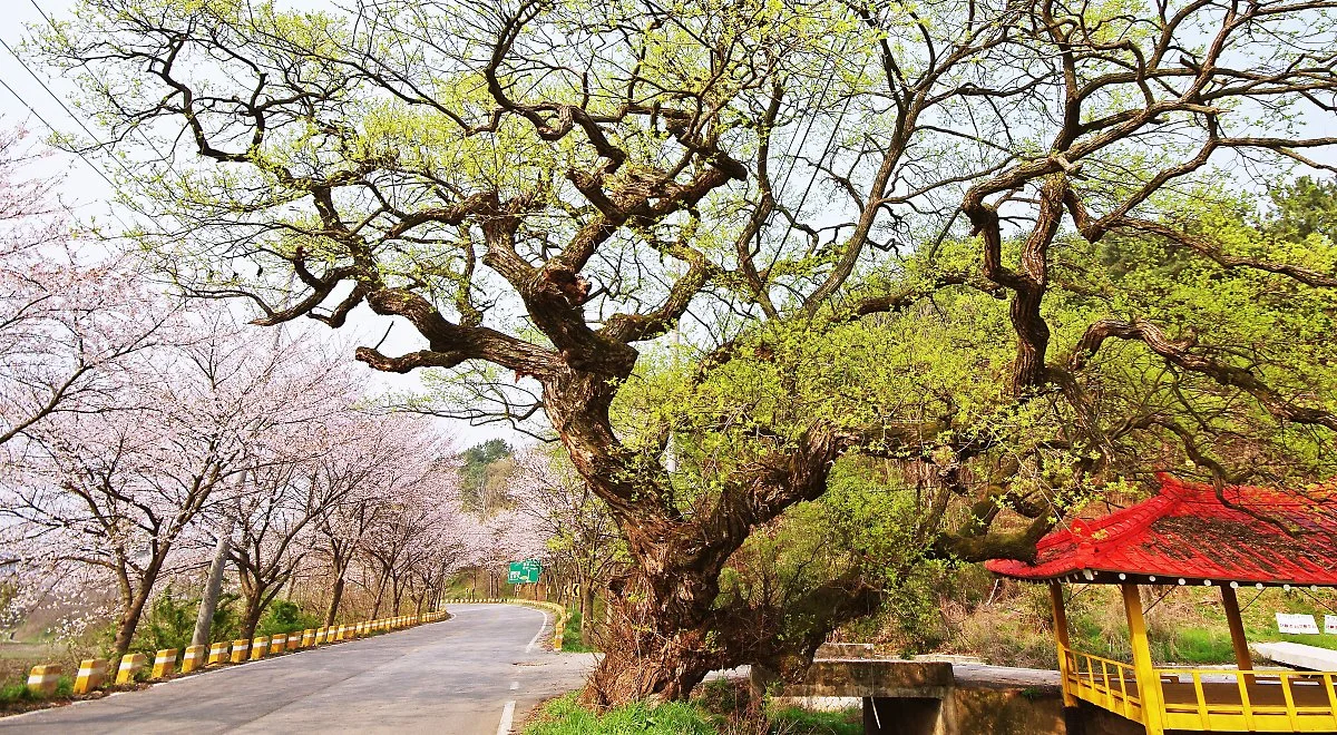 %EC%9D%B5%EC%82%B0%EC%8B%9C_%EC%9B%85%ED%8F%AC%EB%A9%B4_%EC%9E%85%EC%A0%90%EB%A6%AC_%EA%B3%A0%EB%B6%84_%EC%A0%84%EC%8B%9C%EA%B4%80_%EC%95%9E_%EB%8F%84%EB%A1%9C._%EB%B4%84_%ED%92%8D%EA%B2%BD.JPG?type=w1200