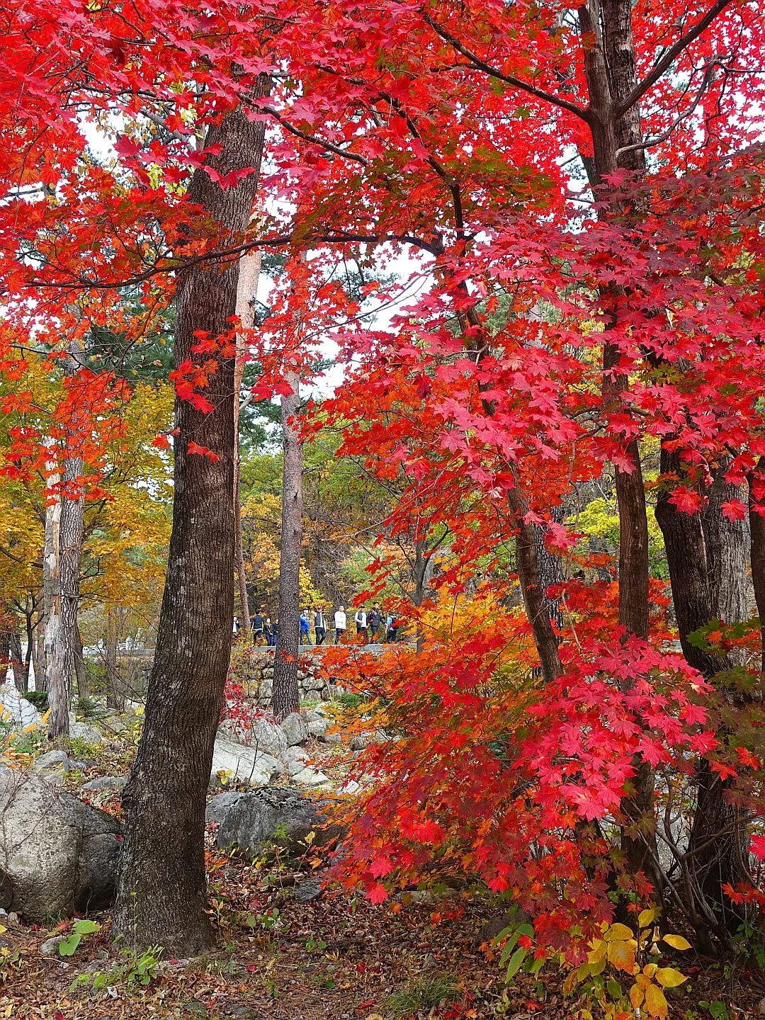 %EC%84%A4%EC%95%85%EC%82%B0%EB%8B%A8%ED%92%8D.jpg?type=w1200