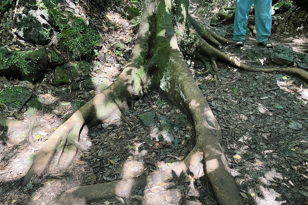 %ED%99%98%EC%83%81%EC%88%B2_%285%29.JPG?type=w1200