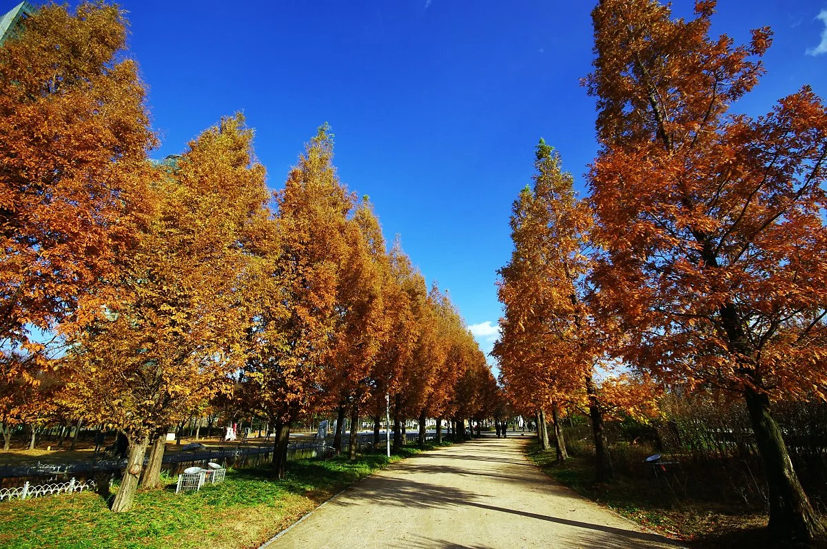 %EC%84%9C%EC%9A%B8%EC%88%B2_%EB%A9%94%ED%83%80%EC%84%B8%EC%BF%BC%EC%9D%B4%EC%95%84_%EA%B8%B8._%EC%A7%A7%EC%A7%80%EB%A7%8C_%EC%9A%B4%EC%B9%98_%EC%9E%88%EB%8B%A4.JPG?type=w1200