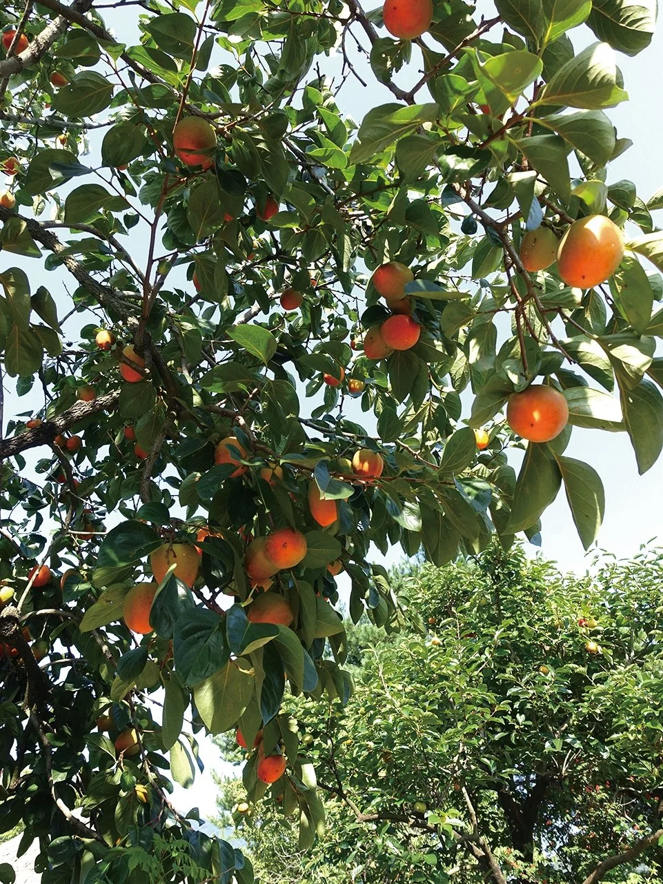 %EC%88%9C%EC%B2%9C%EB%82%99%EC%95%88%EC%9D%8D%EC%84%B1%EB%A7%88%EC%9D%84_202110_%EA%B9%80%EC%84%A0%EC%A3%BC_%2858%29.JPG?type=w1200