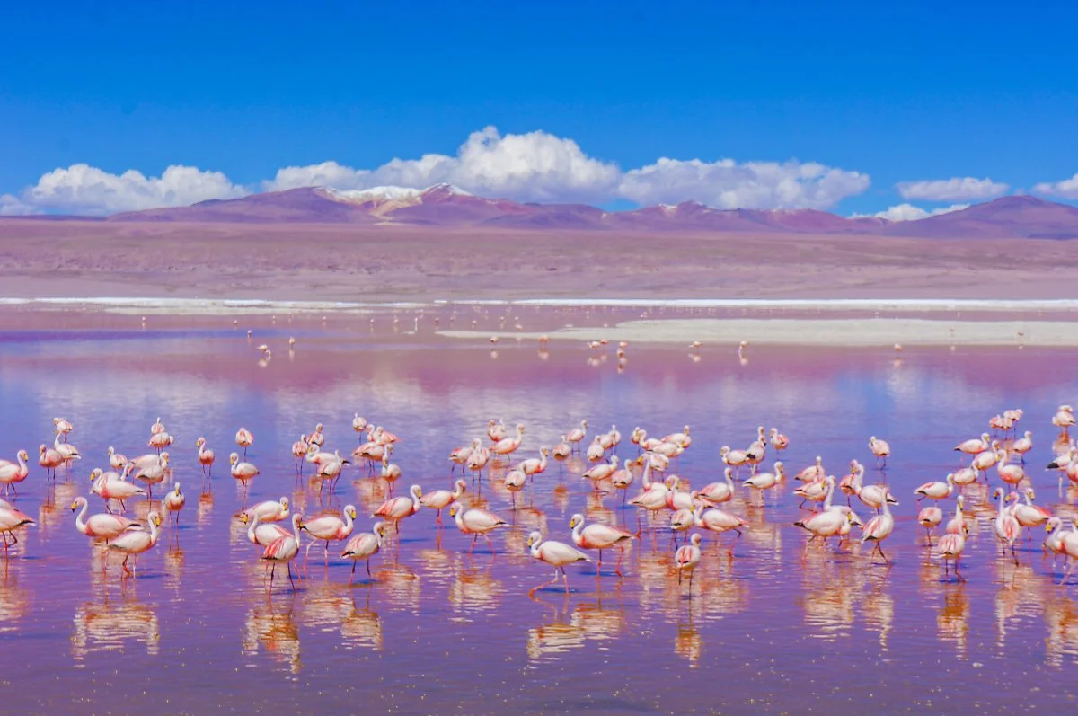 %EB%9D%BC%EA%B5%AC%EB%82%98_%EA%B5%AD%EB%A6%BD%EA%B3%B5%EC%9B%90_%282%29.jpg?type=w1200