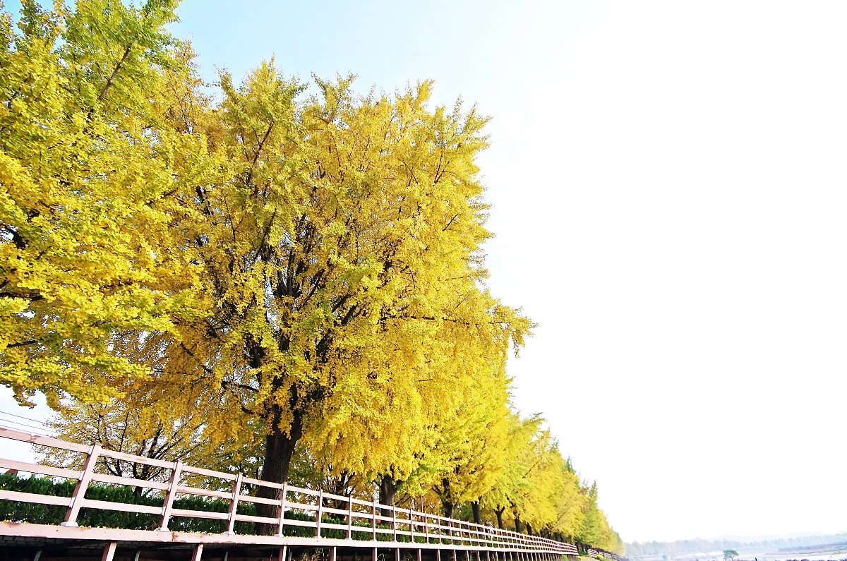 %EA%B3%A1%EA%B5%90%EC%B2%9C_%EC%9D%80%ED%96%89%EB%82%98%EB%AC%B4%EA%B8%B82.JPG?type=w1200