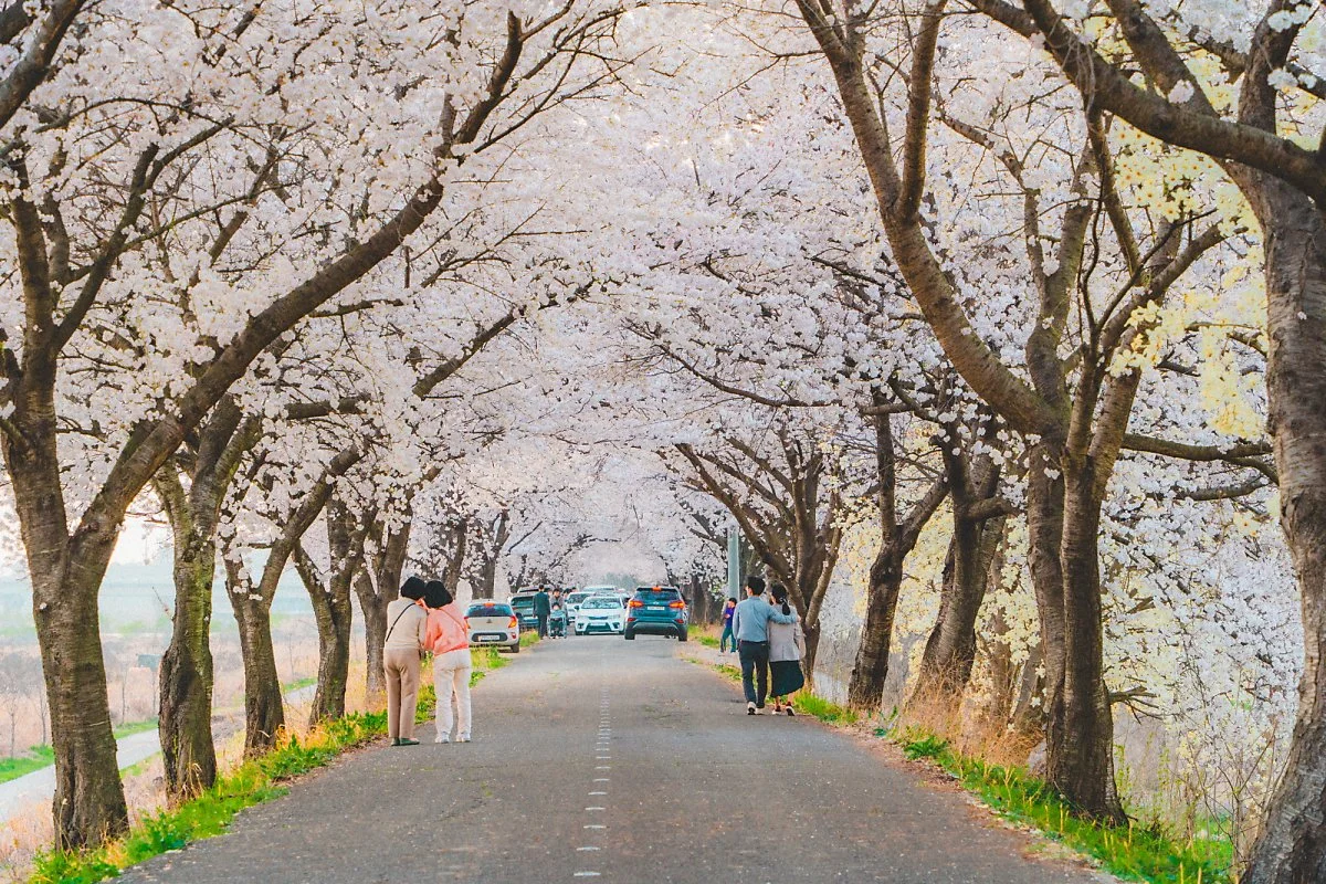 %EB%A7%8C%EA%B2%BD%EA%B0%95_%EB%B2%9A%EA%BD%83%EA%B8%B8_%282%29.jpg?type=w1200