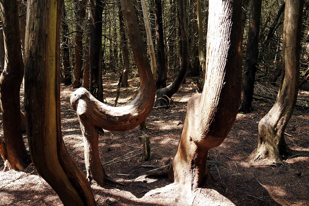 6.Photo_Presqu'ile PP_marsh boardwalk_horse tree.JPG
