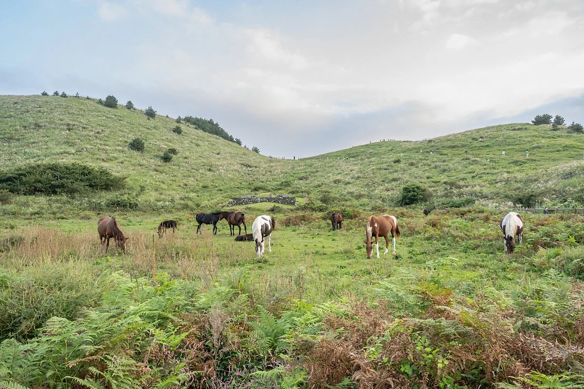 %EC%9A%A9%EB%88%88%EC%9D%B4%EC%98%A4%EB%A6%84_%EB%A7%90%EB%B0%A9%EB%AA%A9_%283%29.jpg?type=w1200