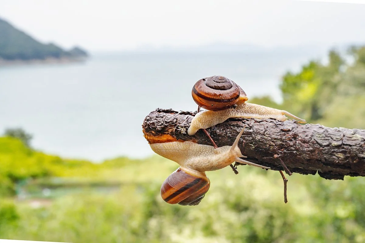 %EA%B9%8C%EA%BE%B8%EB%A7%89%EA%B3%A0%EA%B0%9C%EC%97%90%EC%84%9C_%EB%A7%8C%EB%82%9C_%EB%8B%AC%ED%8C%BD%EC%9D%B4_%282%29.jpg?type=w1200