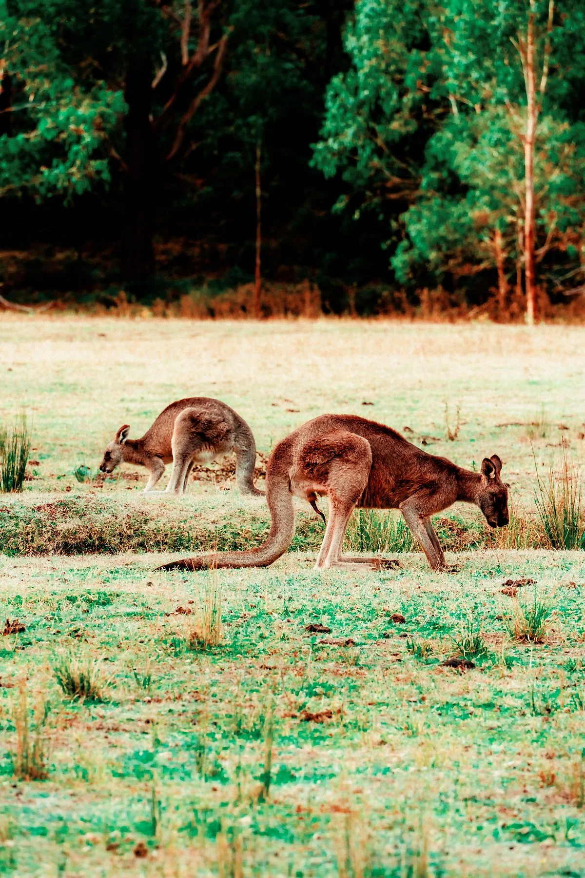 %EC%BA%A5%EA%B1%B0%EB%A3%A8_%EC%84%9C%EC%8B%9D%EC%A7%80_%282%29.jpg?type=w1200