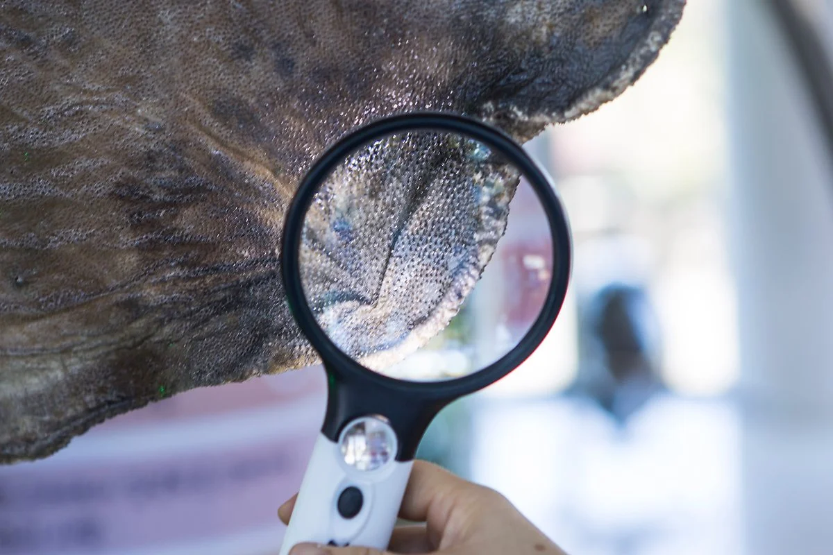 %EC%A0%9C%EC%A3%BC%ED%95%B4%EC%96%91%EB%8F%99%EB%AC%BC%EB%B0%95%EB%AC%BC%EA%B4%80_%287%29.JPG?type=w1200