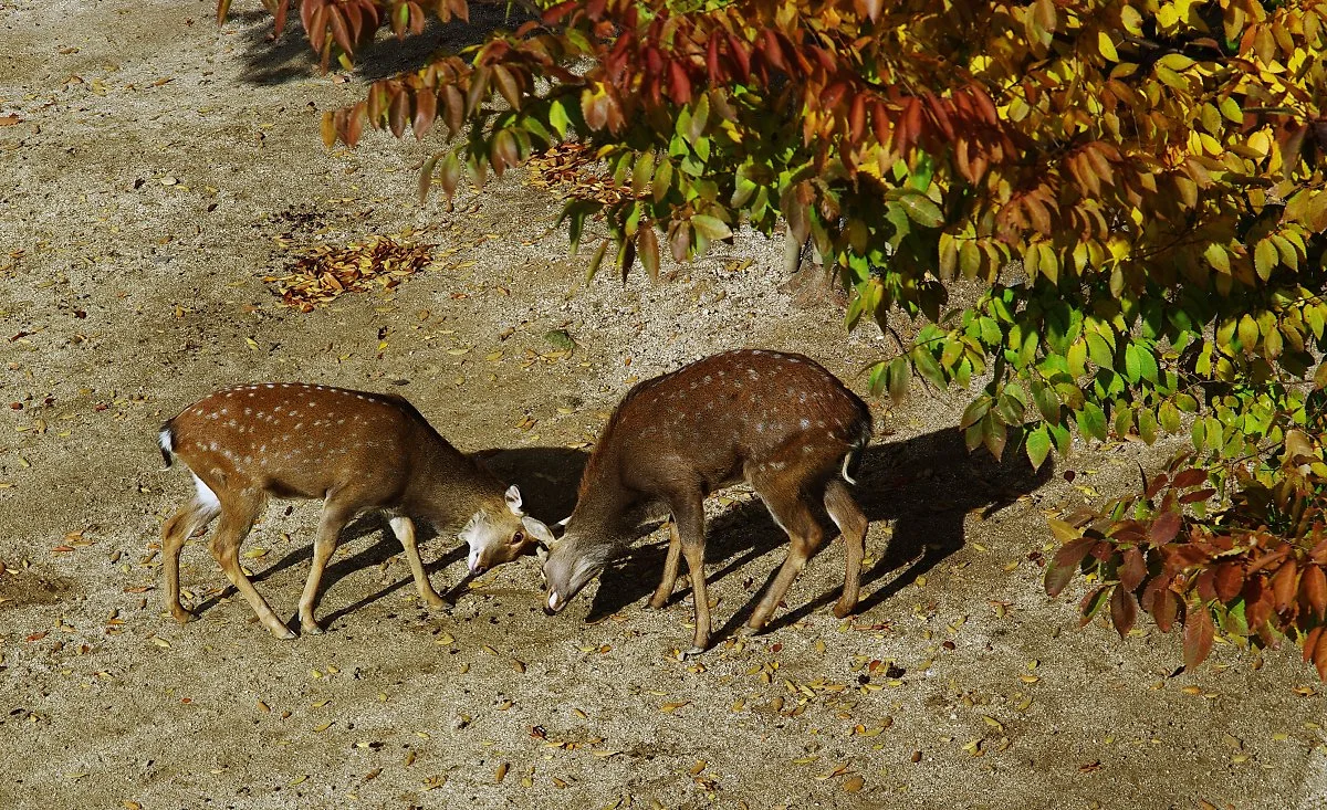 %EC%82%AC%EC%8A%B4%EC%9D%B4_%EB%85%B8%EB%8A%94_%EA%B1%B4%EC%A7%80_%EC%8B%B8%EC%9A%B0%EB%8A%94_%EA%B1%B4%EC%A7%80_%EB%AA%A8%EB%A5%B4%EA%B2%A0%EB%8B%A4..JPG?type=w1200