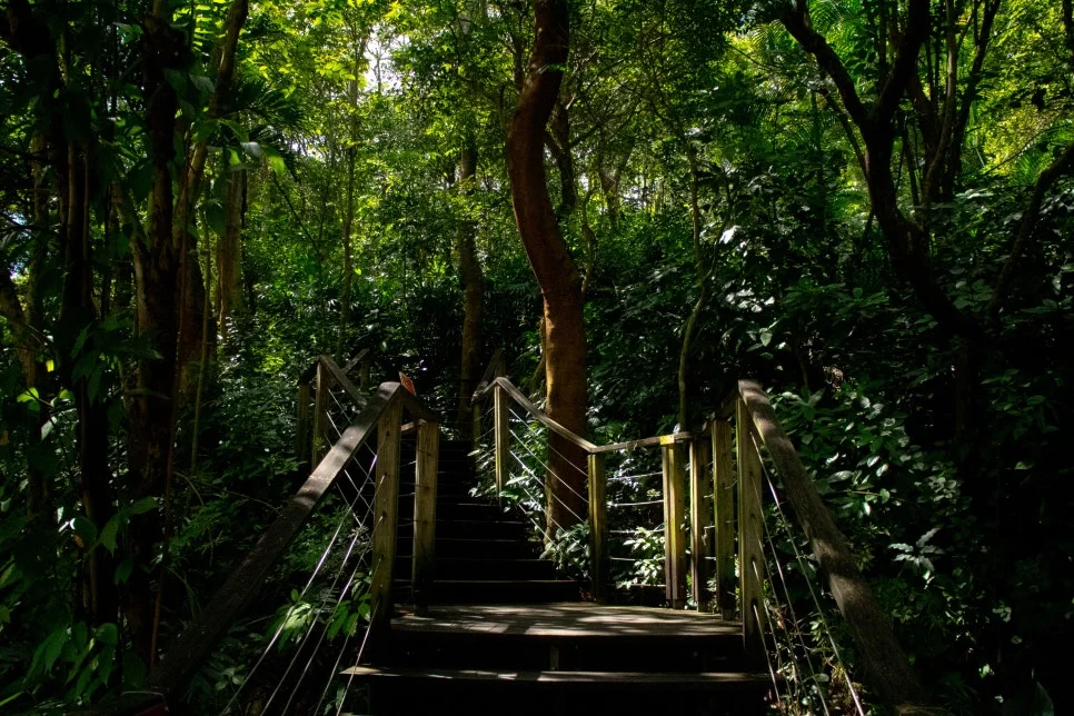 Ma_Wan_Park_Nature_Garden(1).jpg?type=w966