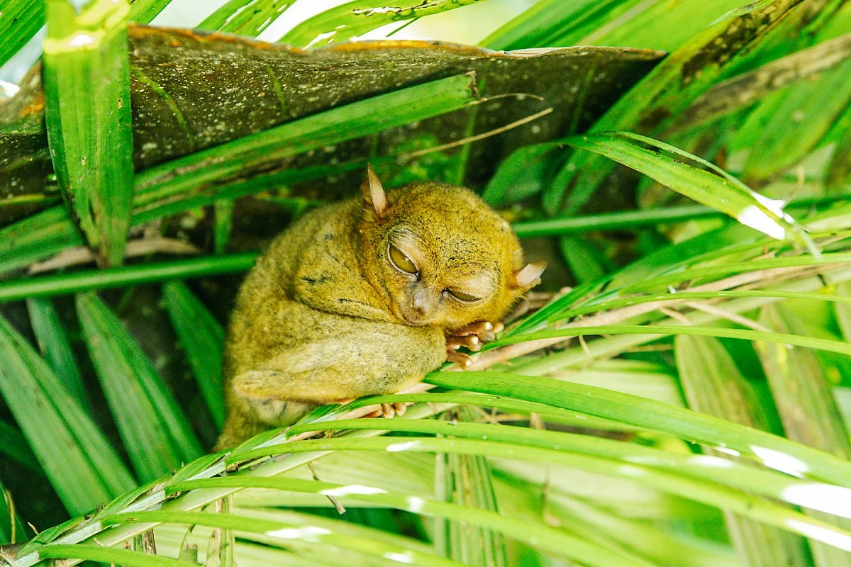 %EC%95%88%EA%B2%BD%EC%9B%90%EC%88%AD%EC%9D%B4_%283%29-2.jpg?type=w1200