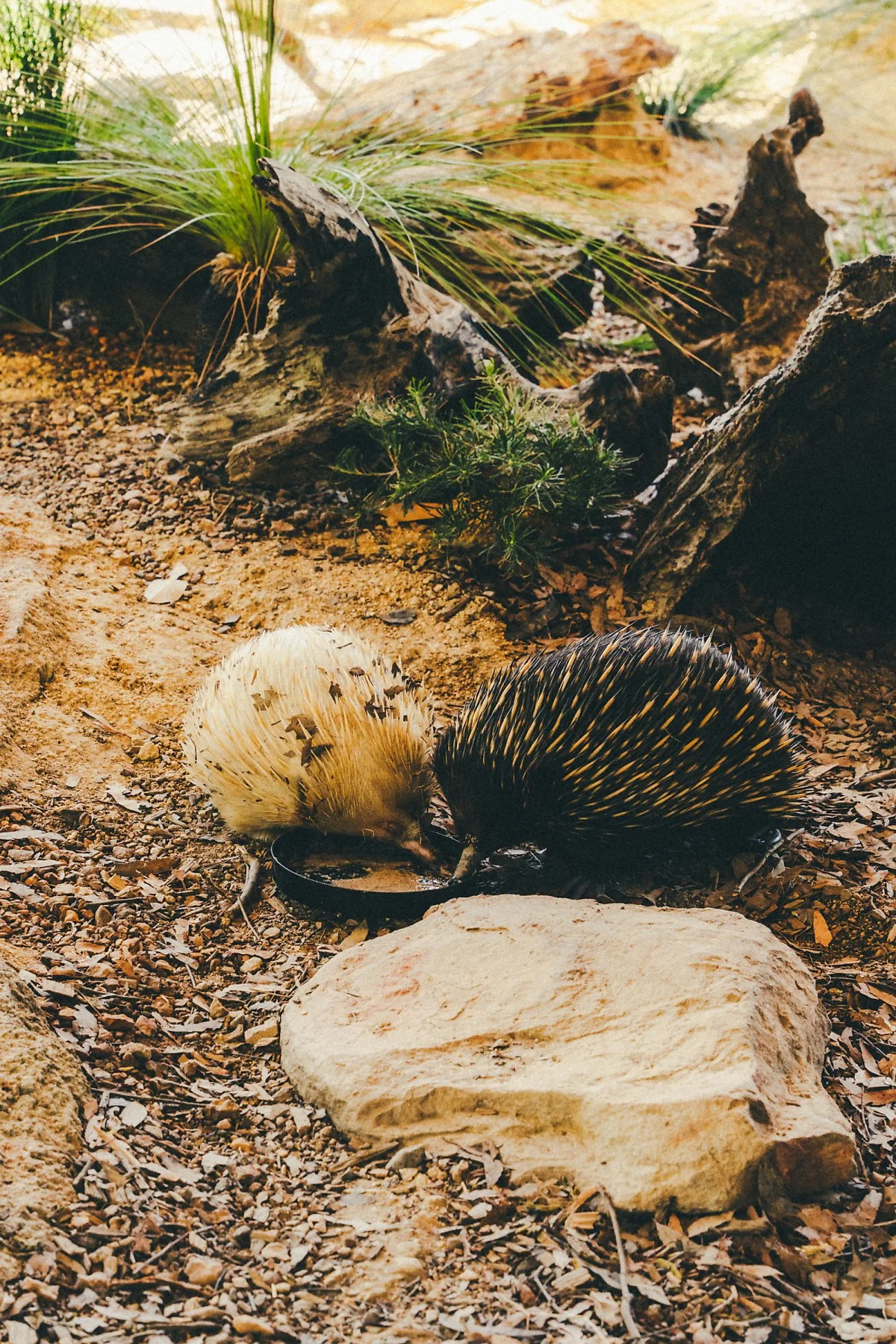 %EC%8B%AC%EB%B9%84%EC%98%A4_%EC%95%BC%EC%83%9D_%EA%B3%B5%EC%9B%90_%288%29.jpg?type=w1200