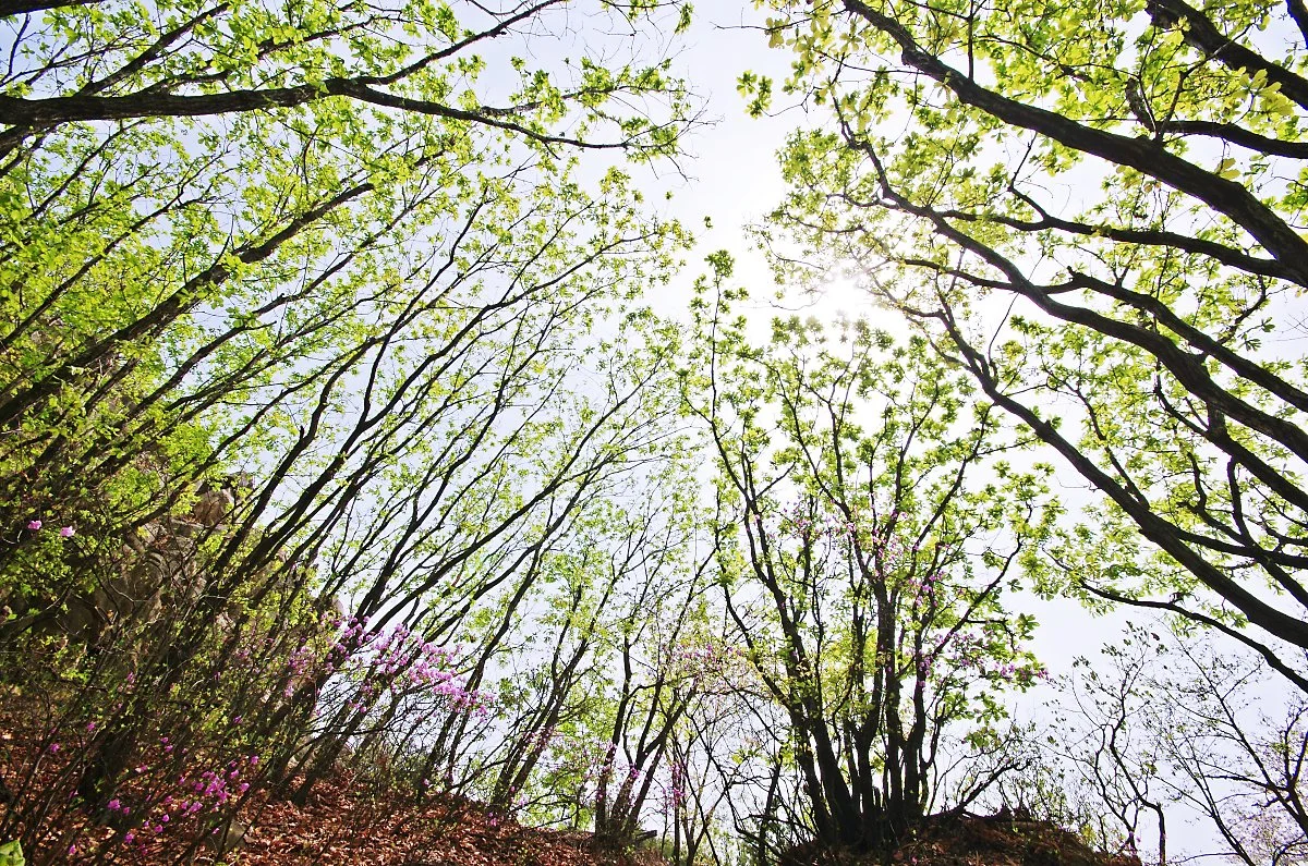 %ED%98%B8%EC%95%94%EC%82%B0._%EC%97%B0%EB%91%A3%EB%B9%9B_%EC%8B%A0%EB%A1%9D%EC%9D%B4_%EA%B3%B5%EC%A4%91%EC%97%90%EC%84%9C_%ED%95%98%EB%8A%98%EC%9D%84_%EA%B0%80%EB%A6%AC%EA%B3%A0_%EB%B3%B4%ED%98%B8%EB%A7%89%EC%9D%84_%EB%A7%8C%EB%93%A4%EC%97%88%EB%8B%A4..JPG?type=w1200