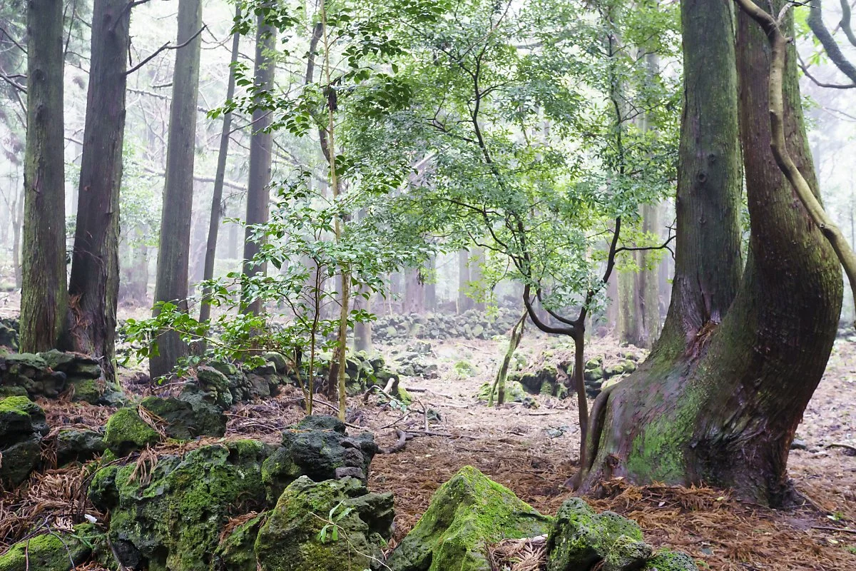 %EC%84%9C%EA%B7%80%ED%8F%AC%EC%B9%98%EC%9C%A0%EC%9D%98%EC%88%B2.JPG?type=w1200