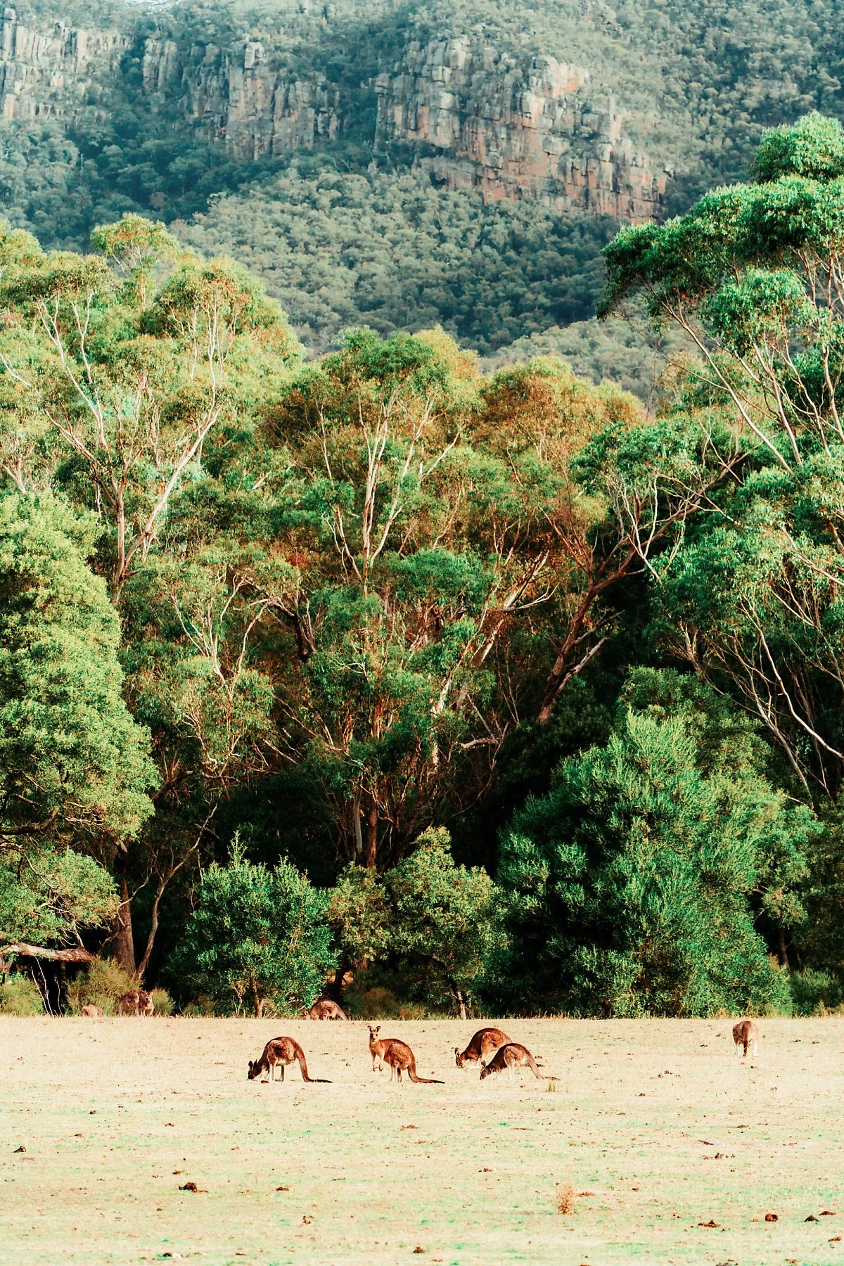 %EC%BA%A5%EA%B1%B0%EB%A3%A8_%EC%84%9C%EC%8B%9D%EC%A7%80_%281%29.jpg?type=w1200