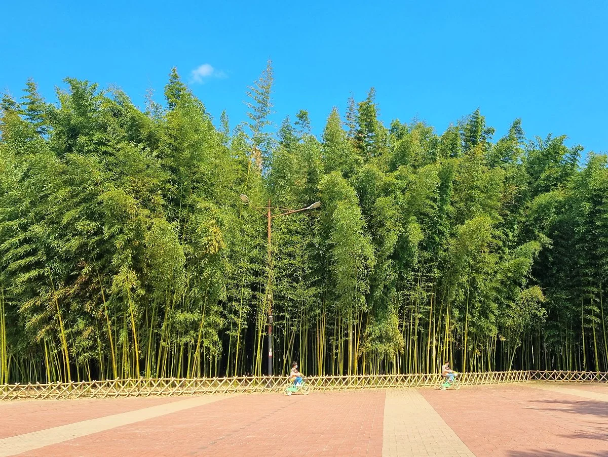 03%EC%8B%AD%EB%A6%AC%EB%8C%80%EC%88%B2_%281%29.jpg?type=w1200