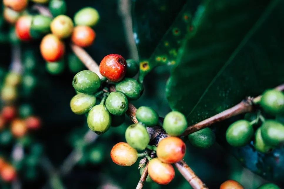 %EC%86%90_%ED%8C%8C%EC%B9%B4%EB%A7%88%EB%9D%BC_%EC%BB%A4%ED%94%BC_%ED%8C%9C_(2).jpg?type=w966