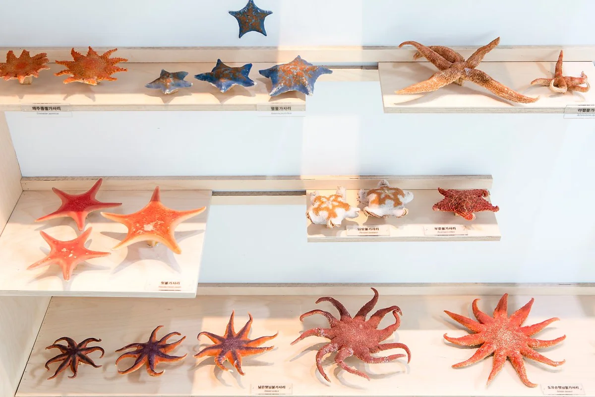 %EC%A0%9C%EC%A3%BC%ED%95%B4%EC%96%91%EB%8F%99%EB%AC%BC%EB%B0%95%EB%AC%BC%EA%B4%80_%2811%29.JPG?type=w1200