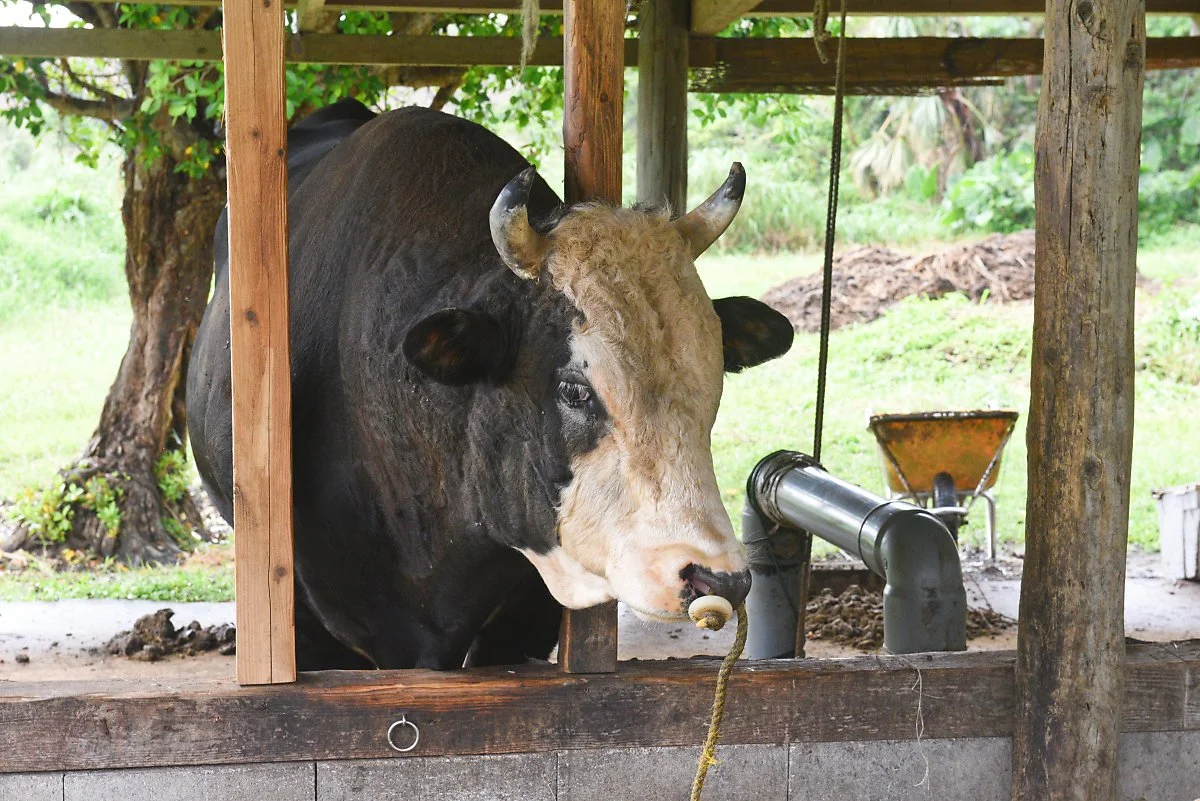 %EB%8F%84%EC%BF%A0%EB%85%B8%EC%8B%9C%EB%A7%88%EC%84%AC%ED%92%8D%EA%B2%BD_%282%29.jpg?type=w1200