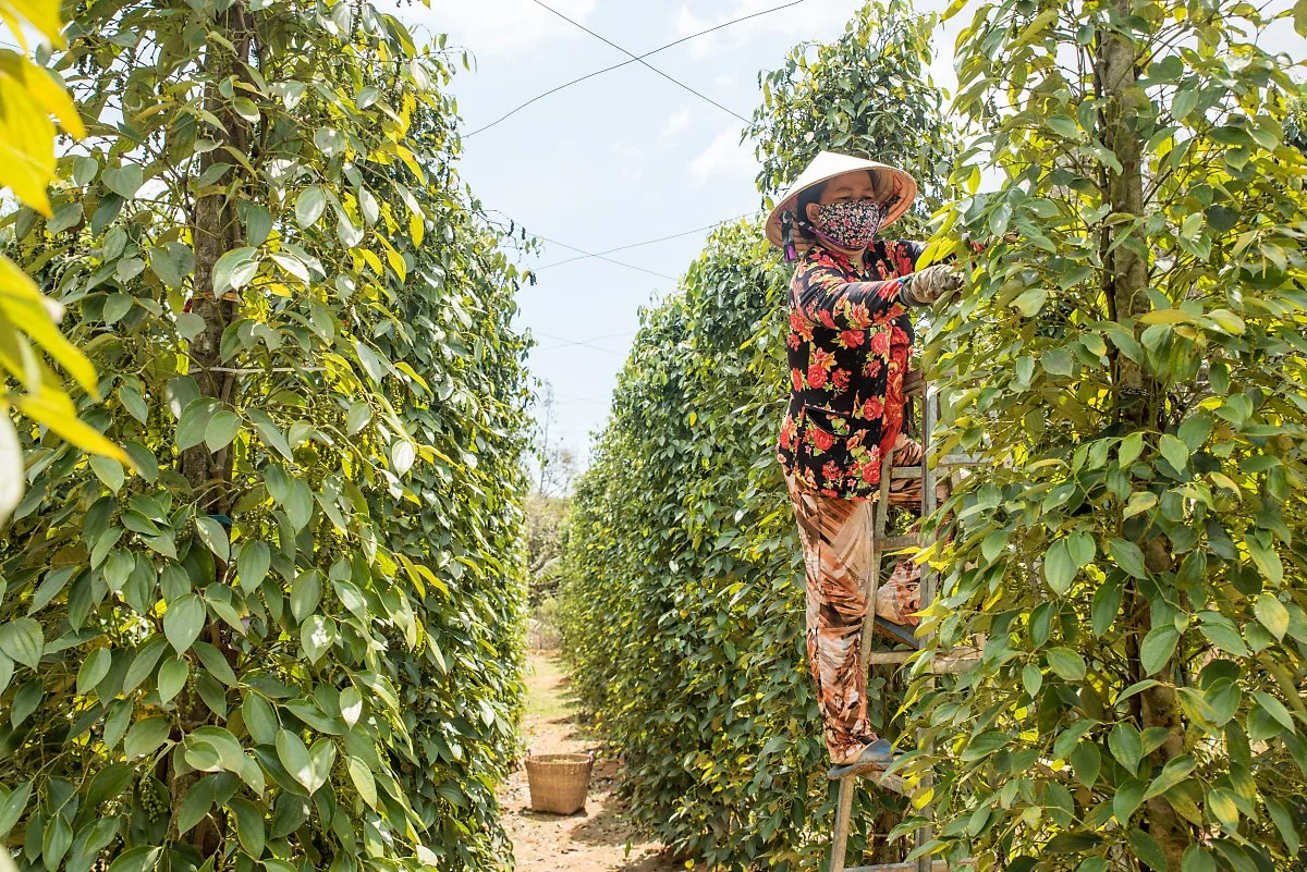 201903_%EB%B2%A0%ED%8A%B8%EB%82%A8_%ED%91%B8%EA%BE%B8%EC%98%A5_%ED%9B%84%EC%B6%94%EB%86%8D%EC%9E%A5_%EC%88%98%ED%99%95_%EC%9E%A5%EB%A9%B42.jpg?type=w1200