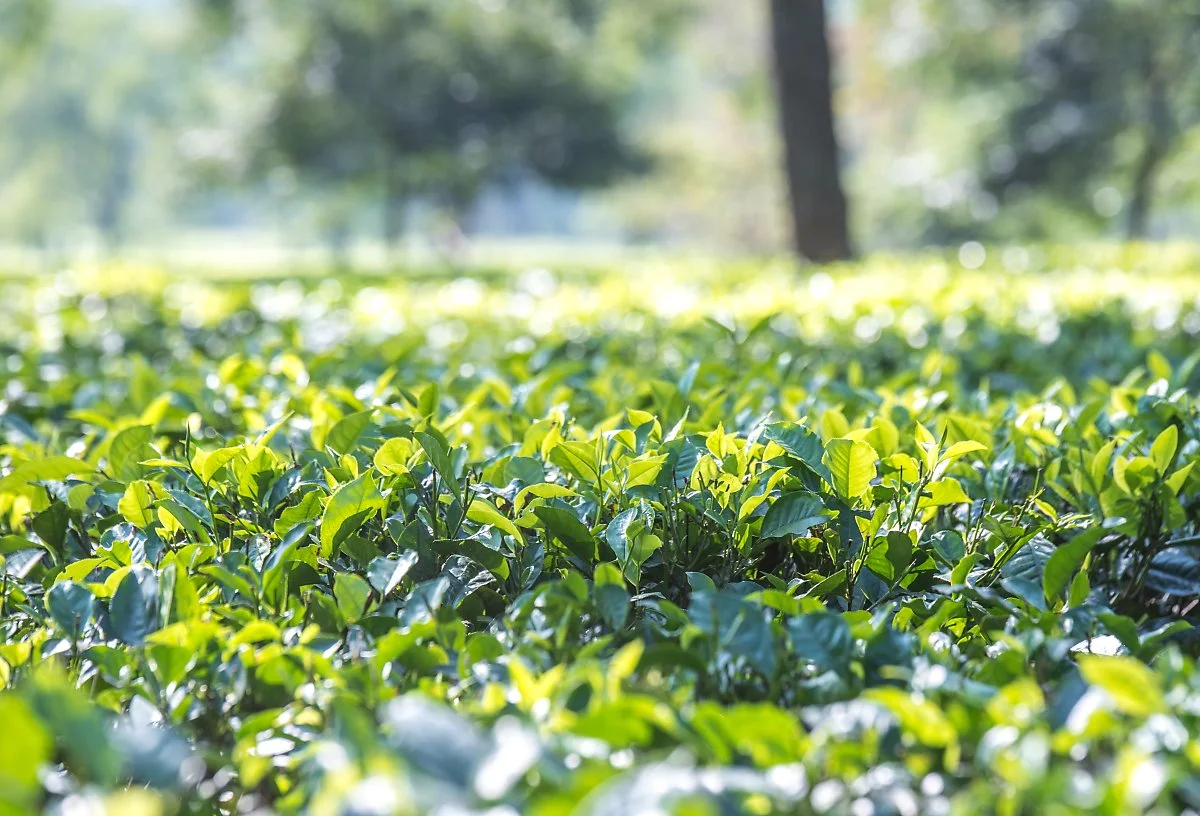 201911_%EC%9D%B8%EB%8F%84_%EC%95%84%EC%8C%88_%EC%B9%B4%EC%A7%80%EB%9E%91%EA%B0%80%EA%B5%AD%EB%A6%BD%EA%B3%B5%EC%9B%90_%EC%B0%A8%EB%B0%AD_%ED%92%8D%EA%B2%BD3_india_assam_Kaziranga_National_Park_tea.jpg?type=w1200