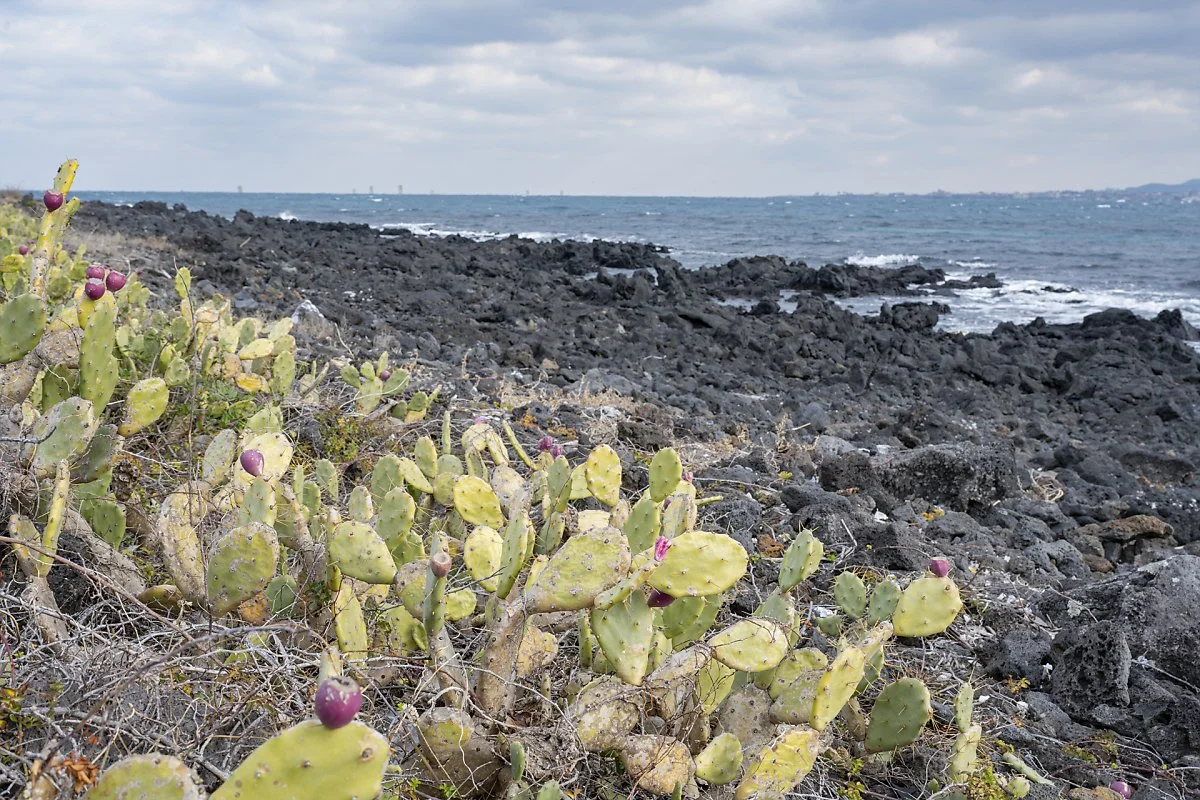 %EC%84%A0%EC%9D%B8%EC%9E%A5%EA%B5%B0%EB%9D%BD_%281%29.jpg?type=w1200