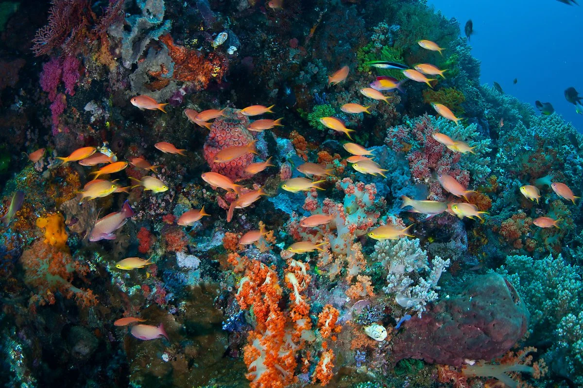 %EA%B0%95%EA%B0%80%EC%84%AC.jpg?type=w1200