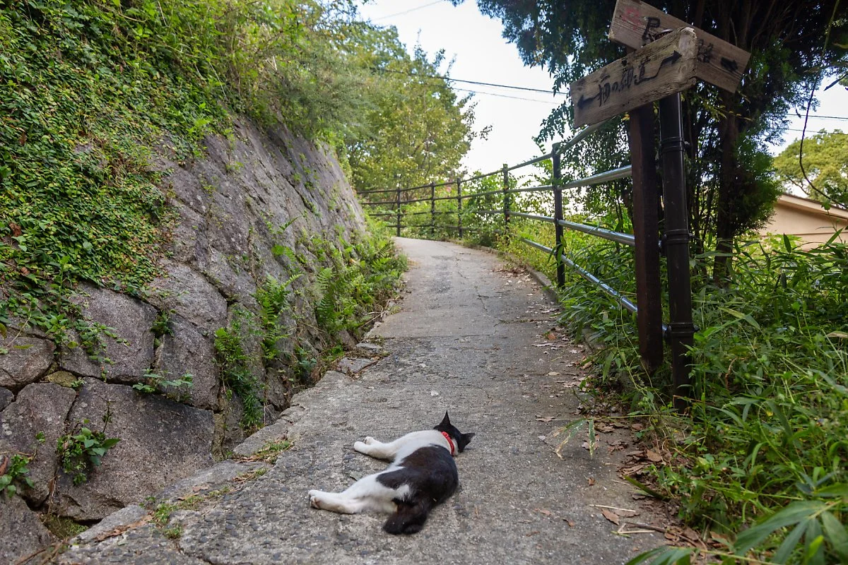 %EC%98%A4%EB%85%B8%EB%AF%B8%EC%B9%98_%EA%B3%A0%EC%96%91%EC%9D%B4%EC%98%A4%EC%86%94%EA%B8%B8_%289%29.jpg?type=w1200