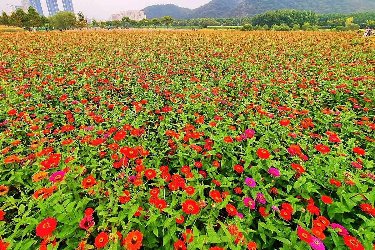 %EA%BD%83%EB%B0%AD_%281%29.jpg?type=w1200