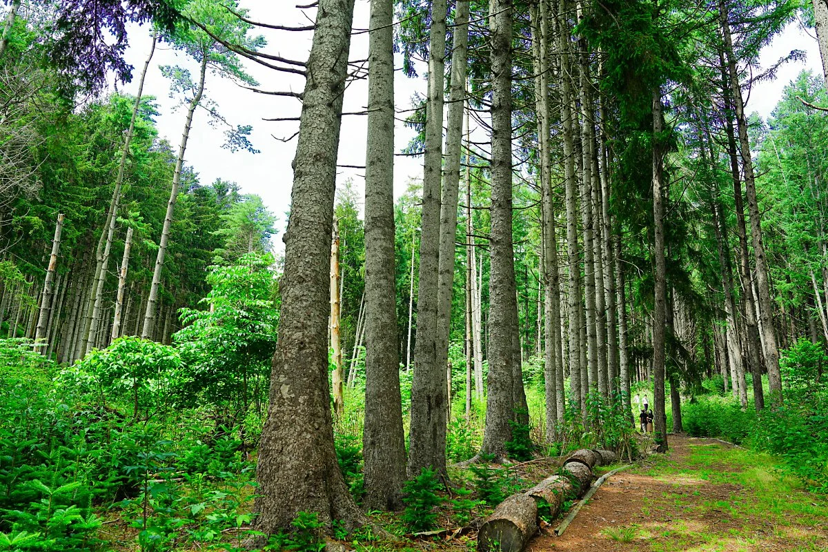 %EB%82%98%EC%B9%B4%EC%A7%80%EB%A7%88%EC%84%AC_%282%29_-_%EB%8F%84%EB%B9%84%EB%9D%BC_%EC%B6%94%EC%B2%9C.jpg?type=w1200