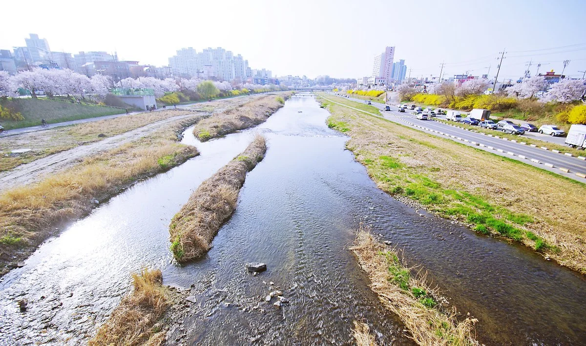 %EB%AC%B4%EC%8B%AC%EC%B2%9C_%EA%BD%83%EB%8B%A4%EB%A6%AC%EC%97%90%EC%84%9C_%EB%B0%94%EB%9D%BC%EB%B3%B8_%ED%92%8D%EA%B2%BD._%EB%83%87%EB%AC%BC_%EC%96%91%EC%AA%BD_%EB%9A%9D%EB%B0%A9%EC%97%90_%EB%B2%9A%EA%BD%83%EA%B3%BC_%EA%B0%9C%EB%82%98%EB%A6%AC%EA%BD%83.JPG?type=w1200