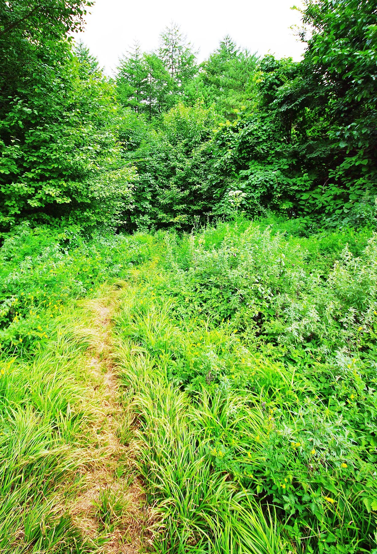 %EB%B6%84%EC%A3%BC%EB%A0%B9%EC%97%90%EC%84%9C_%EA%B2%80%EB%A3%A1%EC%86%8C%EB%A1%9C_%EB%82%B4%EB%A0%A4%EA%B0%80%EB%8A%94_%EA%B8%B8_%EC%B4%88%EC%9E%85.JPG?type=w1200