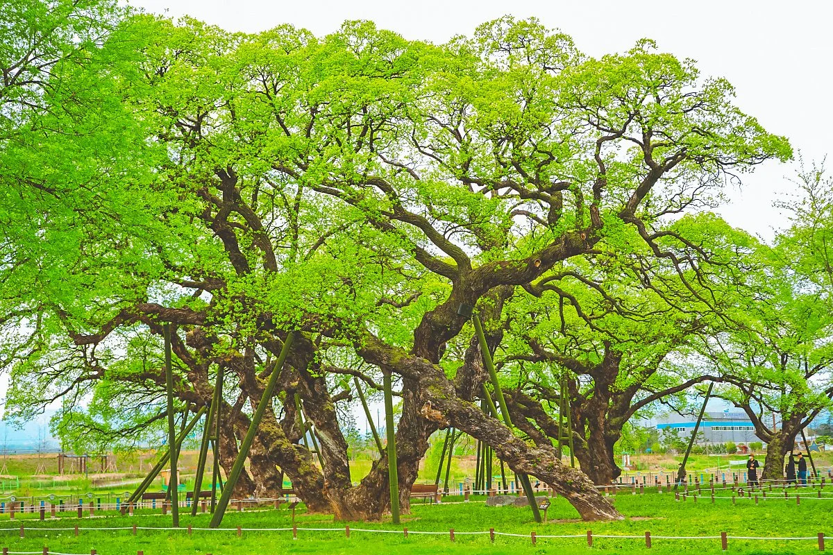 8._%EC%84%B1%EB%B0%96%EC%88%B2.jpg?type=w1200