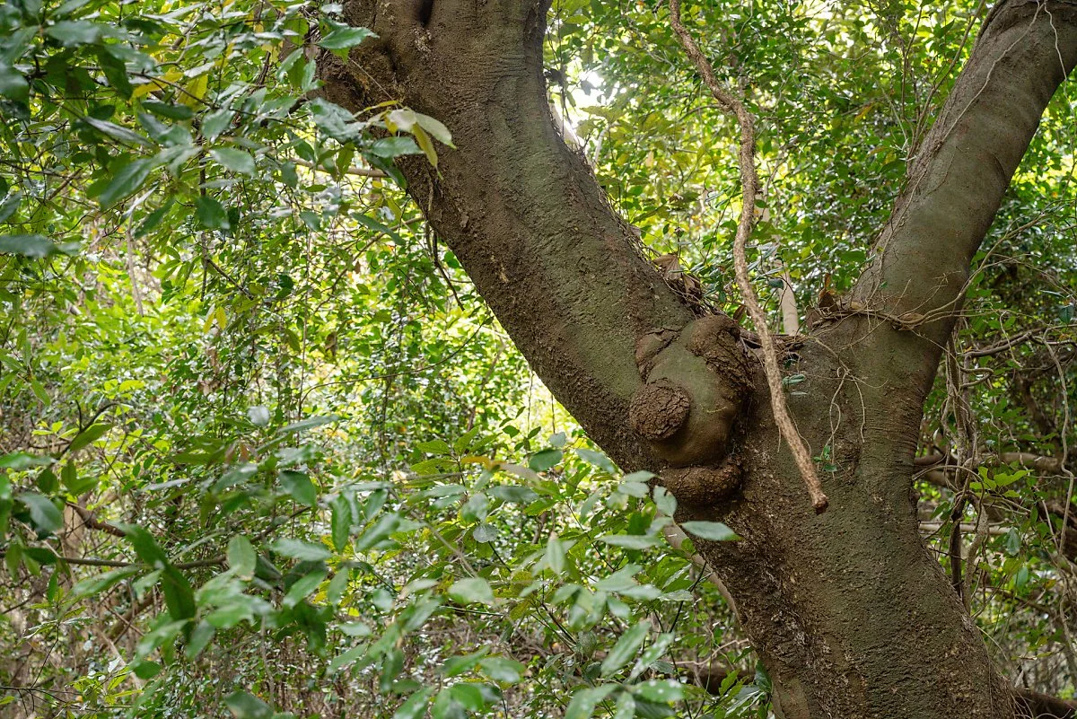 %EA%B3%A0%ED%9D%A5_%EC%91%A5%EC%84%AC_%283%29%EC%9B%90%EC%8B%9C%EB%82%9C%EB%8C%80%EB%A6%BC.jpg?type=w1200