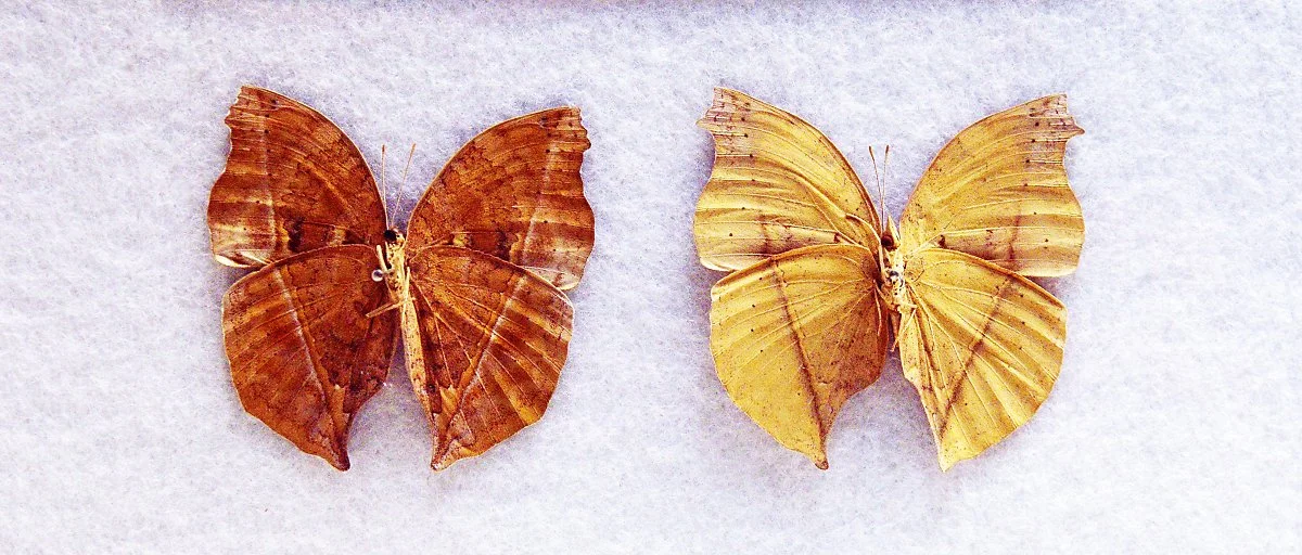 %EC%B2%AD%EC%A3%BC%EB%9E%9C%EB%93%9C_%EA%B3%B5%EB%A3%A1%EC%A0%84%EC%8B%9C%EA%B4%80_%EB%82%98%EB%B9%84%EC%A0%84%EC%8B%9C%EC%8B%A4%EC%97%90_%EC%A0%84%EC%8B%9C%EA%B4%B8_%EB%82%98%EB%AD%87%EC%9E%8E%EB%82%98%EB%B9%84..JPG?type=w1200