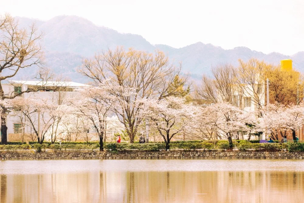 %EA%B9%80%EC%B2%9C_%EA%BD%83%EC%9D%84_%EC%B0%BE%EC%95%84%EC%84%9C__%2832_-_35%29.JPG?type=w1200