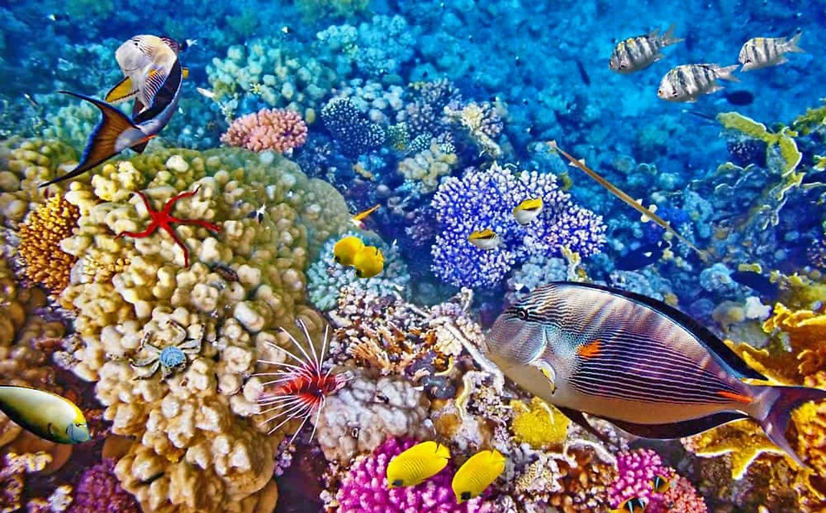 %EB%B6%80%EB%82%98%EC%BC%84_%EC%8A%A4%EB%85%B8%ED%81%B4%EB%A7%81_%E2%93%92shutterstock.jpg?type=w1200