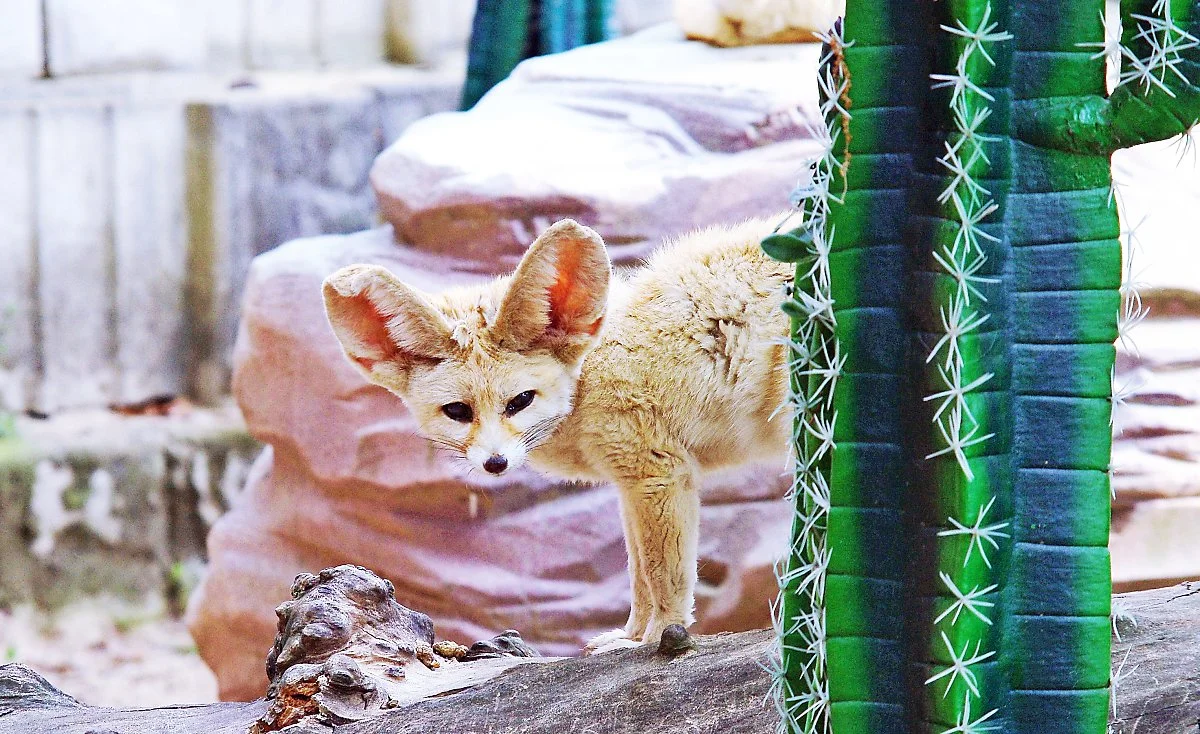 %EC%B2%AD%EC%A3%BC%EB%8F%99%EB%AC%BC%EC%9B%90%EC%97%90_%EC%9E%88%EB%8A%94_%EC%82%AC%EB%A7%89%EC%97%AC%EC%9A%B0.JPG?type=w1200